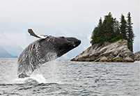 Late Summer Alaska; a whale breaching near the Alaskan coast.