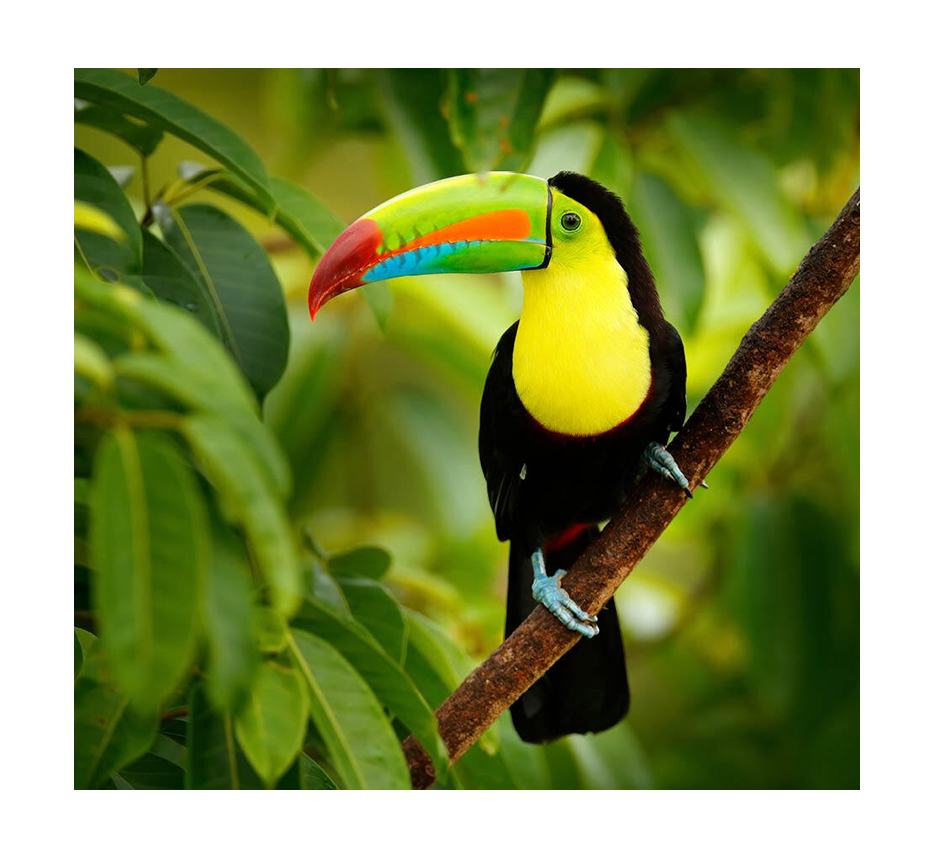 toucan perched in a tree