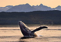 Alaska Summer Cruises; a whale breaching near the Alaskan coast.